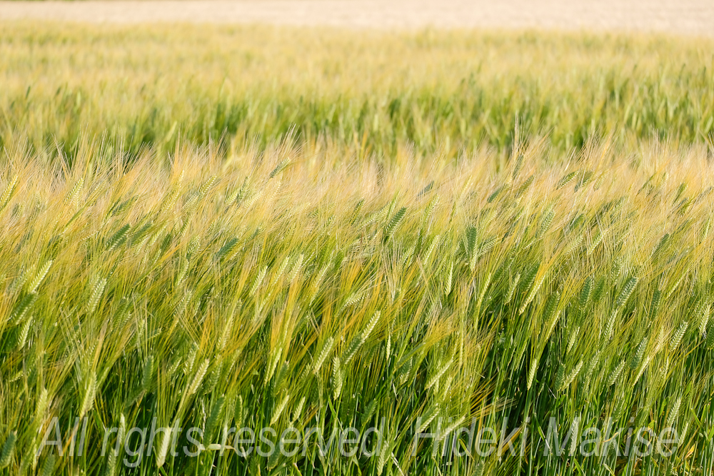 fields2-15
