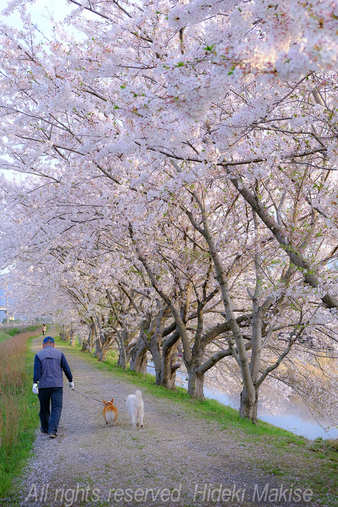 flower1-02