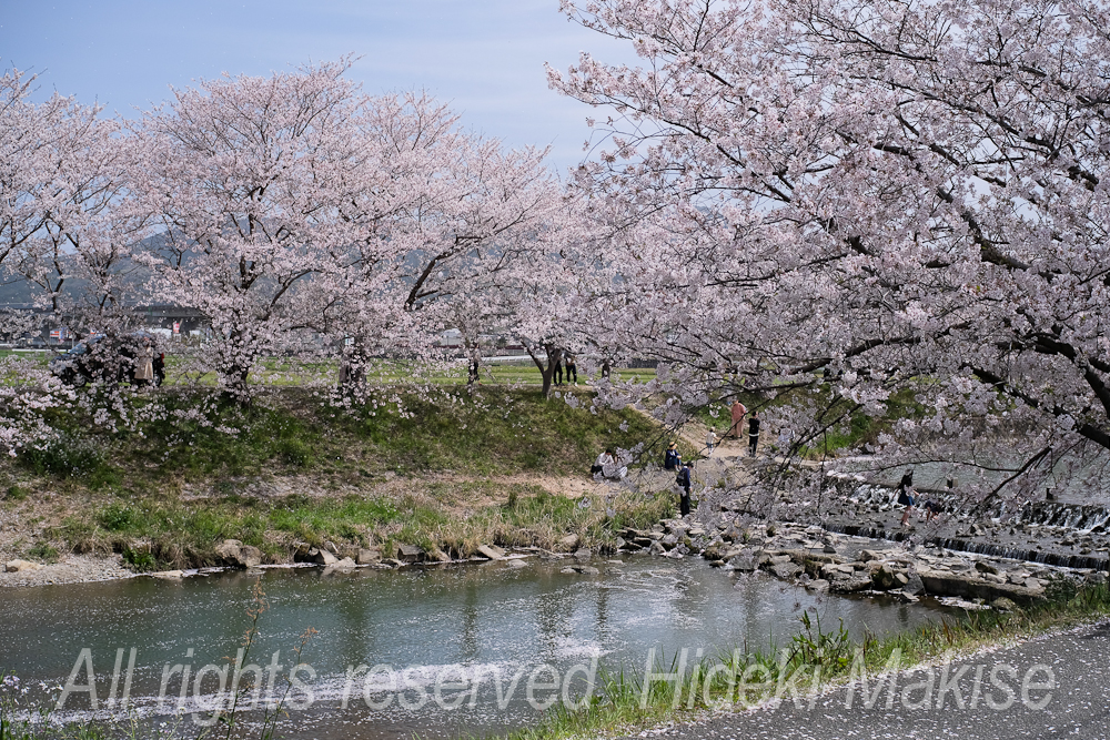 flower1-04