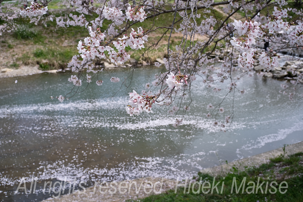 flower1-05