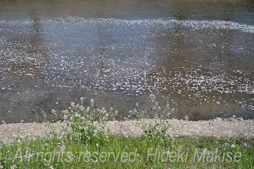 flower1-07