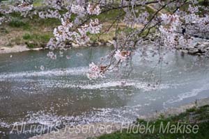 flower1-05