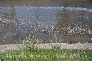 flower1-07