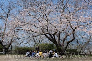 flower1-10