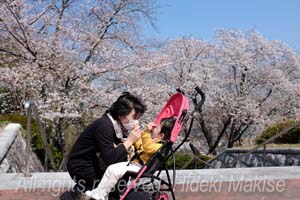 flower1-11
