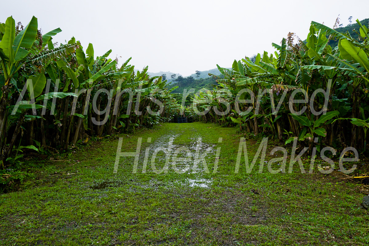 okinawa_3-01