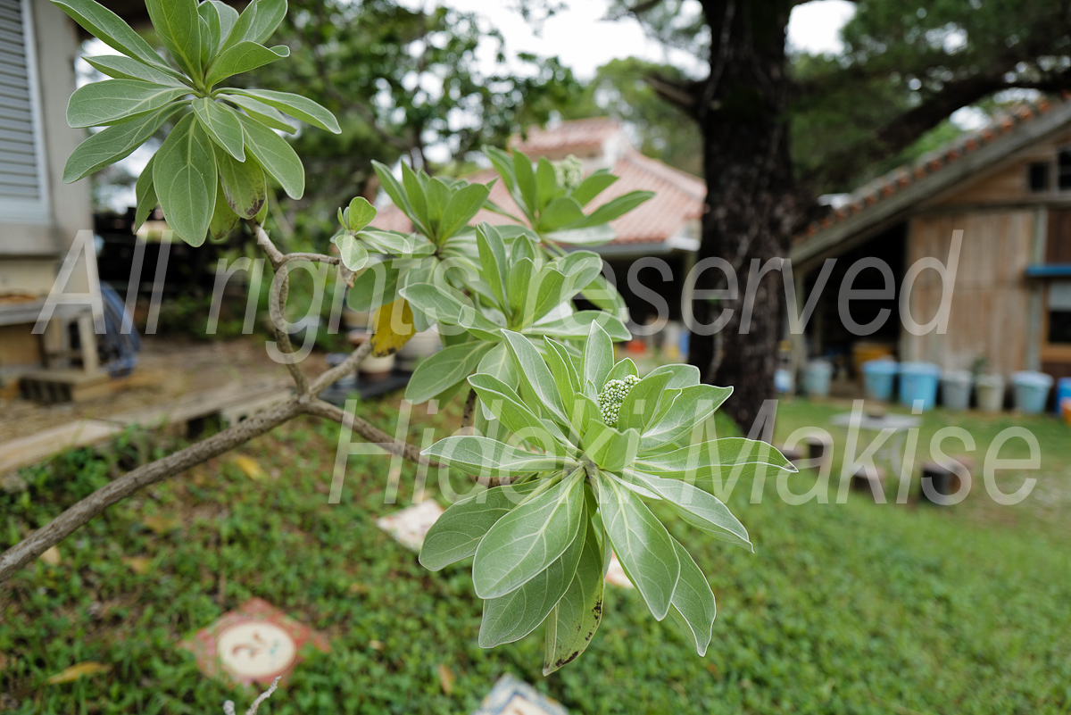 okinawa_3-23