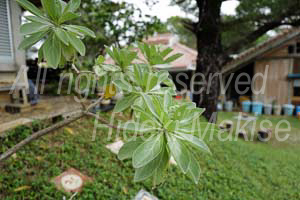 okinawa_3-23