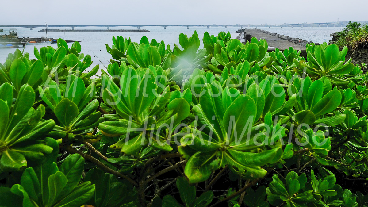 okinawa_4-36