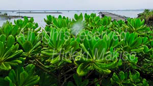 okinawa_4-36