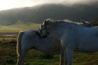 whitehorse02